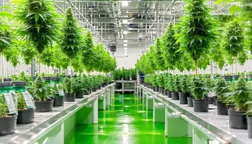 Michigan Cannabis Tourism Company Opens Cultivation Facilities to Paying Guests