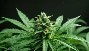 Georgia Dispensary Operators Push Lawmakers to Raise THC Limits on Medical Cannabis